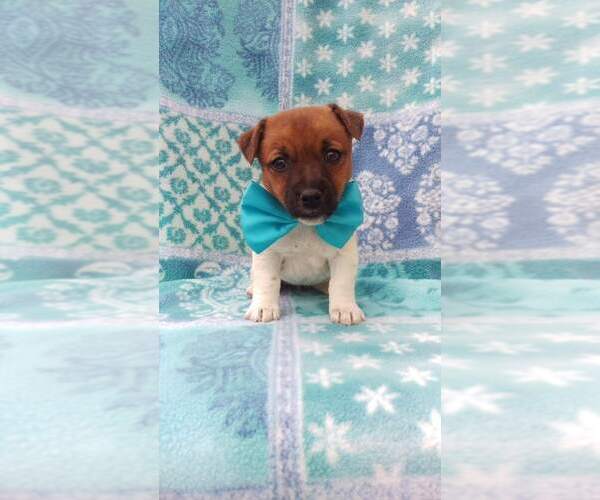 Medium Photo #3 Jack Russell Terrier Puppy For Sale in HONEY BROOK, PA, USA