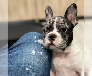 French Bulldog Puppy for sale in LAS VEGAS, NV, USA