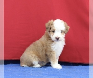 Aussie-Poo Dog for Adoption in MILLERSBURG, Ohio USA