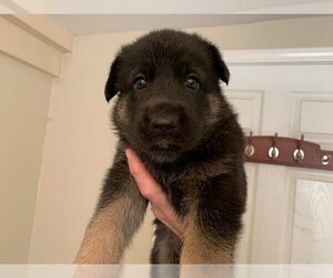 German Shepherd Dog Puppy for sale in COXS CREEK, KY, USA