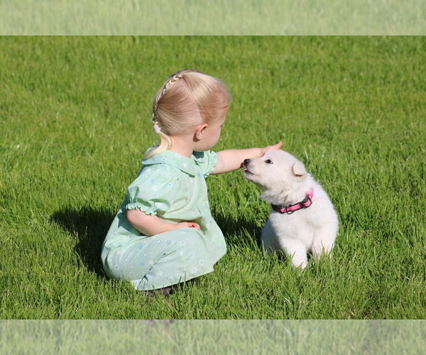 Medium Photo #7 Swiss Shepherd Puppy For Sale in ELOY, AZ, USA