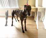 Small #3 Greyhound