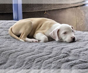 American Pit Bull Terrier-Labrador Retriever Mix Dogs for adoption in The Woodlands, TX, USA