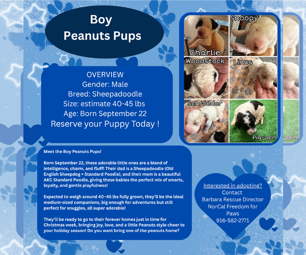 Medium Photo #1 Mutt Puppy For Sale in Rancho Cordova, CA, USA