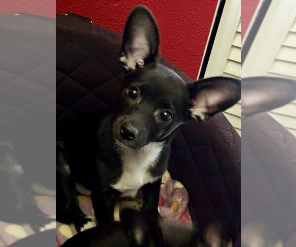 Medium Photo #2 Rat-Cha Puppy For Sale in Oak Bluffs, MA, USA