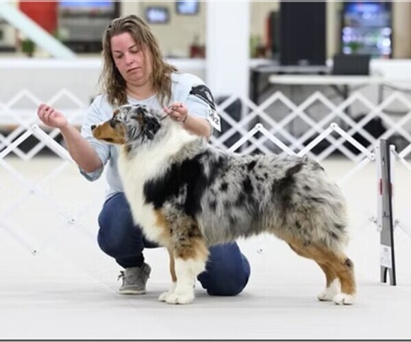 Medium Photo #2 Australian Shepherd Puppy For Sale in PLACERVILLE, CA, USA