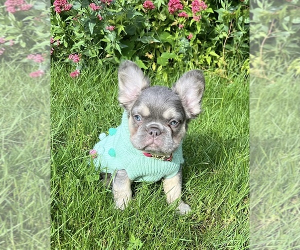 Medium Photo #2 French Bulldog Puppy For Sale in CLACKAMAS, OR, USA