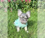 Small #1 French Bulldog