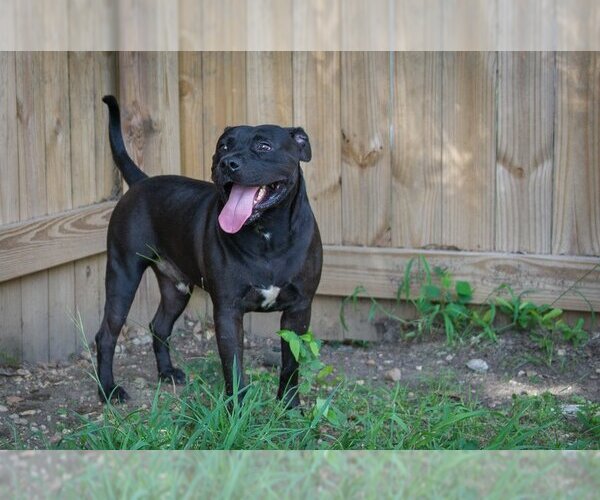 Medium Photo #3 American Pit Bull Terrier Puppy For Sale in Jackson, MS, USA