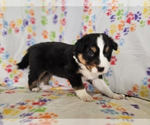 Australian Shepherd Puppy for sale in PHOENIX, AZ, USA