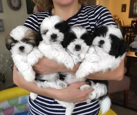 Mal-Shi Puppy for sale in DULUTH, GA, USA
