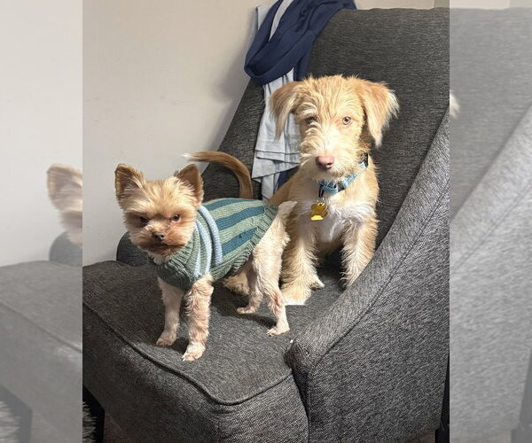 Medium Photo #3 Mutt Puppy For Sale in Andover, MN, USA