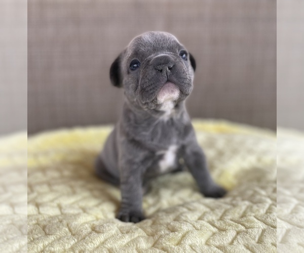 Medium Photo #3 French Bulldog Puppy For Sale in PUEBLO, CO, USA