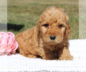 Goldendoodle-Poodle (Miniature) Mix Puppy for sale in EPHRATA, PA, USA
