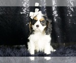 Small Photo #66 Cavalier King Charles Spaniel Puppy For Sale in WARSAW, IN, USA