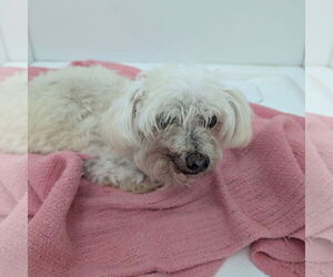 Poodle (Miniature)-Unknown Mix Dogs for adoption in Chico, CA, USA