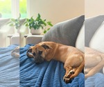 Small Photo #9 Mutt Puppy For Sale in Derwood, MD, USA