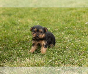 Yorkshire Terrier Puppy for sale in SHIPSHEWANA, IN, USA