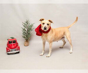 NIKI - Female Labrador Retriever-Unknown Mix Dog for Adoption - Photo #2