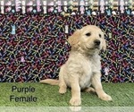 Small Photo #8 Golden Retriever Puppy For Sale in CORONA, CA, USA