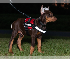 Doberman Pinscher Puppy for sale in MOUNT OLIVE, NC, USA