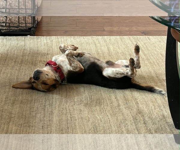 Medium Photo #4 Beagle Puppy For Sale in Dunnellon, FL, USA