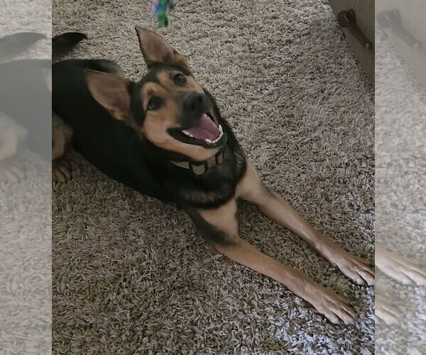 Medium Photo #5 German Shepherd Dog-Unknown Mix Puppy For Sale in Rocky Point, NC, USA