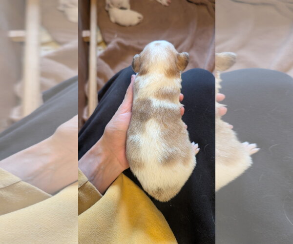 Medium Photo #7 Beagle-Colonial Cocker Spaniel Mix Puppy For Sale in Fort Worth, TX, USA