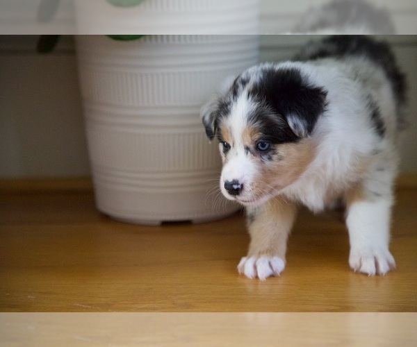 Medium Photo #36 Australian Shepherd Puppy For Sale in GREER, SC, USA