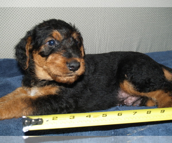 Medium Photo #3 Airedale Terrier Puppy For Sale in CHARLESTOWN, IN, USA