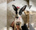 Small Photo #3 Rat Terrier-Unknown Mix Puppy For Sale in Richardson, TX, USA