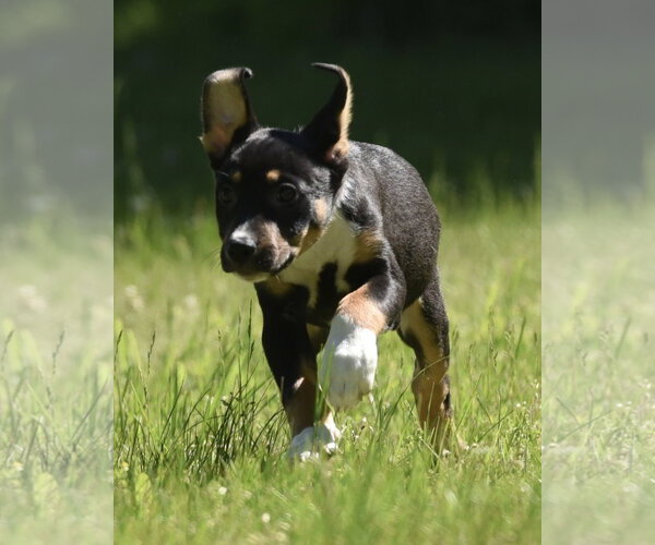 Medium Photo #5 Shepweiller Puppy For Sale in Mechanicsburg, PA, USA