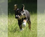 Small #4 Shepweiller