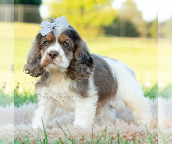 Medium Photo #22 Cocker Spaniel Puppy For Sale in WARSAW, IN, USA