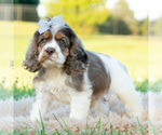 Small Photo #22 Cocker Spaniel Puppy For Sale in WARSAW, IN, USA