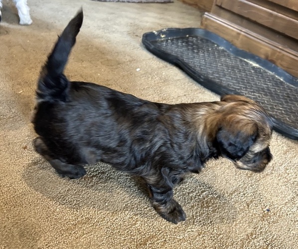 Medium Photo #29 Bernedoodle (Miniature) Puppy For Sale in HENDERSON, CO, USA