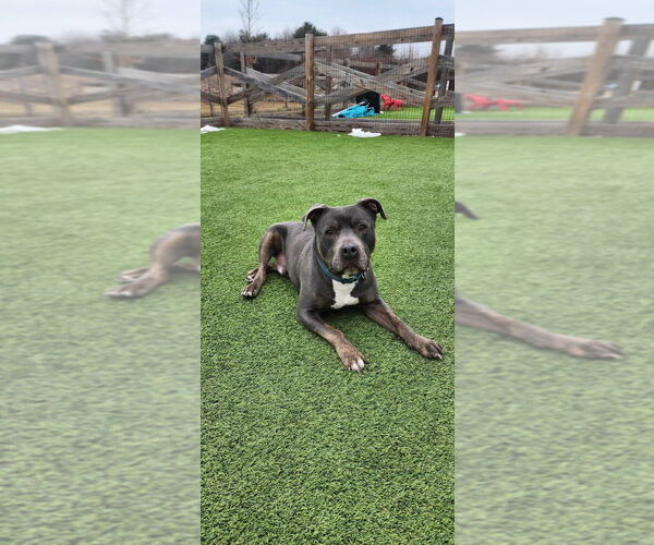 Medium Photo #18 Mutt Puppy For Sale in Chestertown, MD, USA