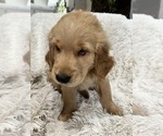 Puppy Kelly green Golden Retriever