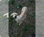 Small #11 American Pit Bull Terrier Mix