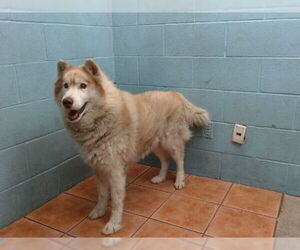 Siberian Husky Dogs for adoption in Downey, CA, USA
