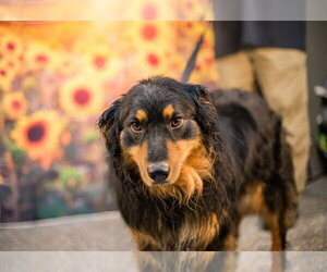 Creed - Male Australian Shepherd-Unknown Mix Dog for Adoption - Photo #3
