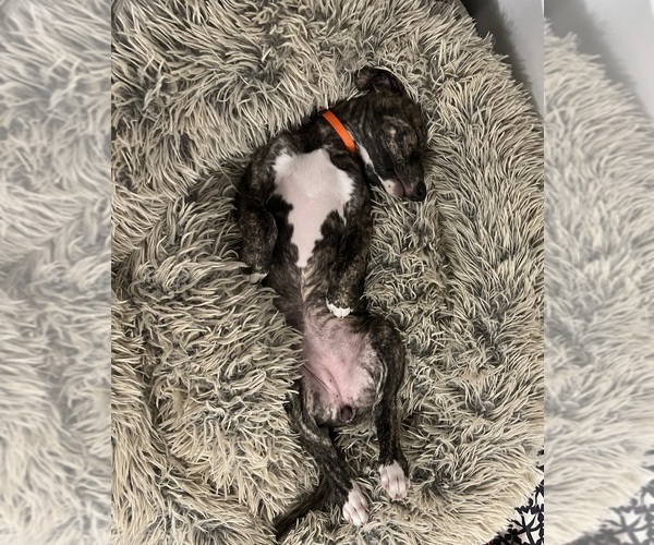 Medium Photo #8 Whippet Puppy For Sale in SOUTH SIOUX CITY, NE, USA