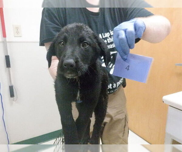 Medium Photo #1 Labrador Retriever-Texas Heeler Mix Puppy For Sale in Oroville, CA, USA