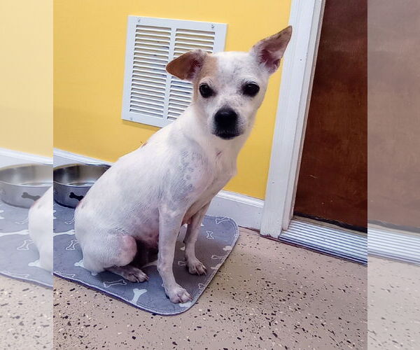 Medium Photo #8 ShiChi Puppy For Sale in York, SC, USA