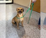 Small #6 Labrador Retriever Mix