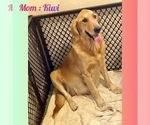 Small Photo #1 Golden Retriever Puppy For Sale in SUGAR LAND, TX, USA