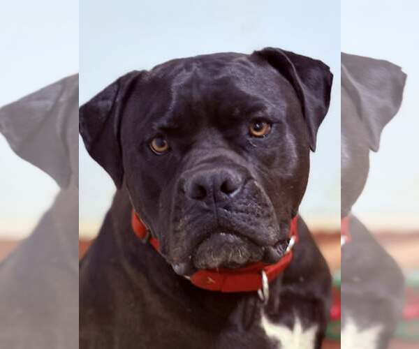 Medium Photo #3 American Bulldog-Unknown Mix Puppy For Sale in Greenville, SC, USA