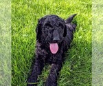 Small Photo #6 Goldendoodle Puppy For Sale in ROSCOE, IL, USA
