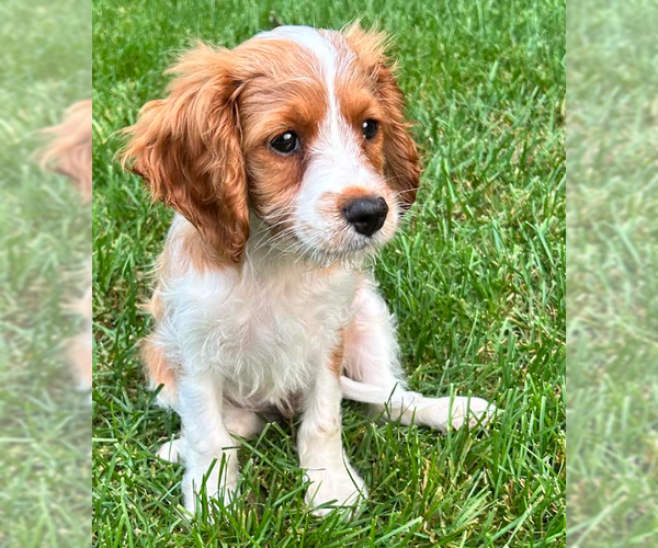 Medium Photo #1 Cavalier King Charles Spaniel Puppy For Sale in Brooklyn Center, MN, USA