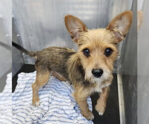 Norfolk Terrier-Unknown Mix Dogs for adoption in San Antonio, TX, USA